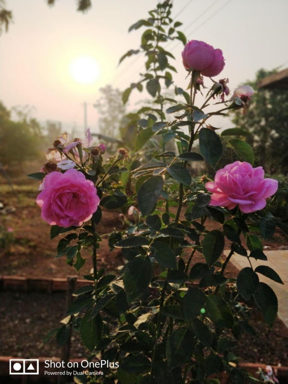 Shree Samarth Farmhouse Murūd Exterior foto